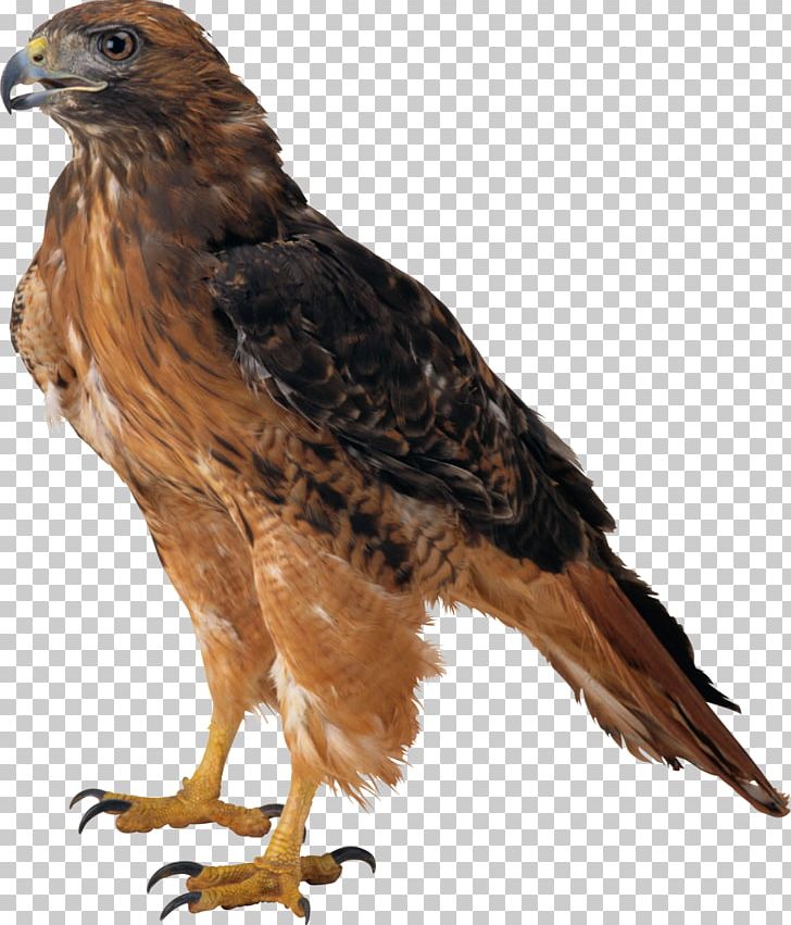 Eagle PNG, Clipart, Accipitriformes, Animals, Atlanta Falcons, Beak, Bird Free PNG Download