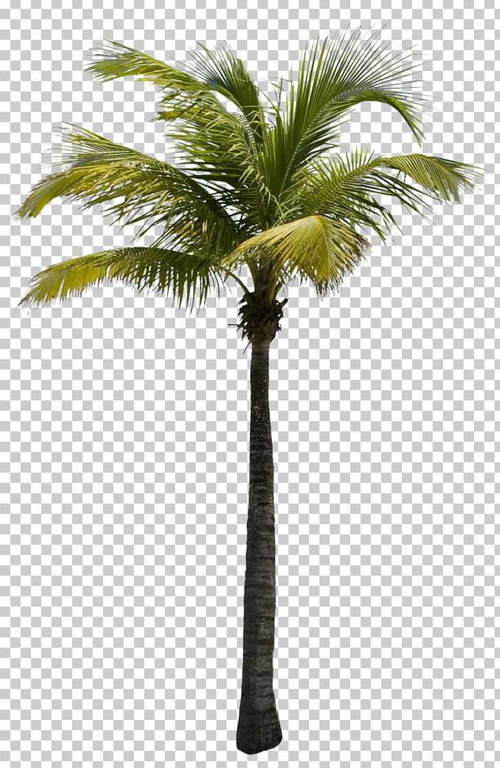 View Tree PNG, Clipart, Arecaceae, Arecales, Borassus Flabellifer, Coconut, Concepteur Free PNG Download