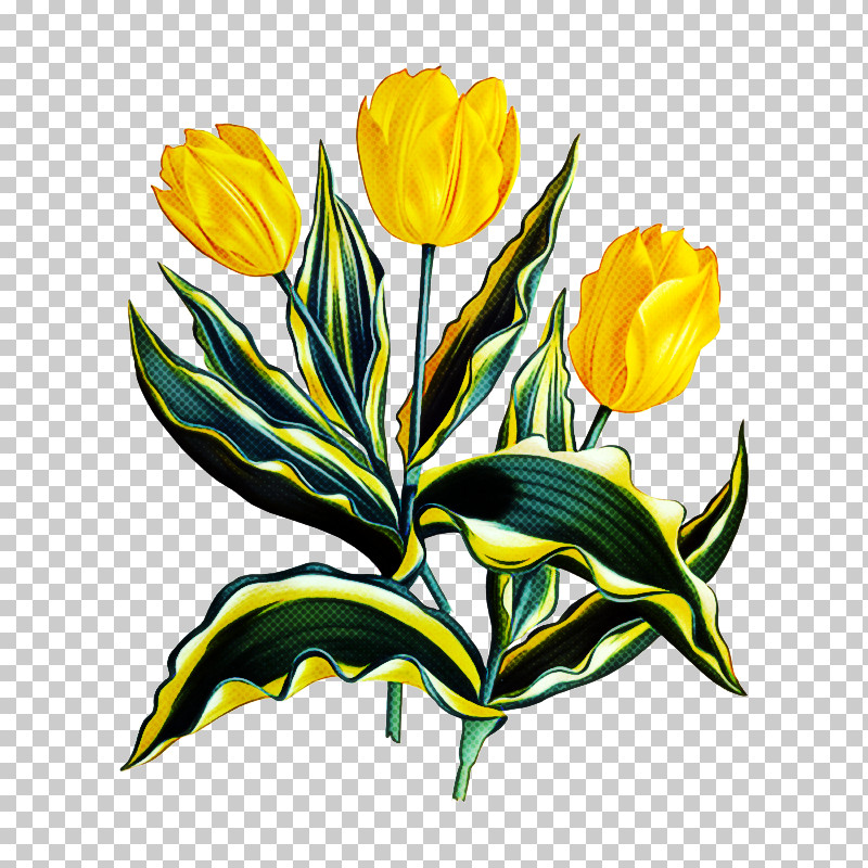 Flower Yellow Plant Tulip Petal PNG, Clipart, Cut Flowers, Flower, Herbaceous Plant, Lily Family, Pedicel Free PNG Download