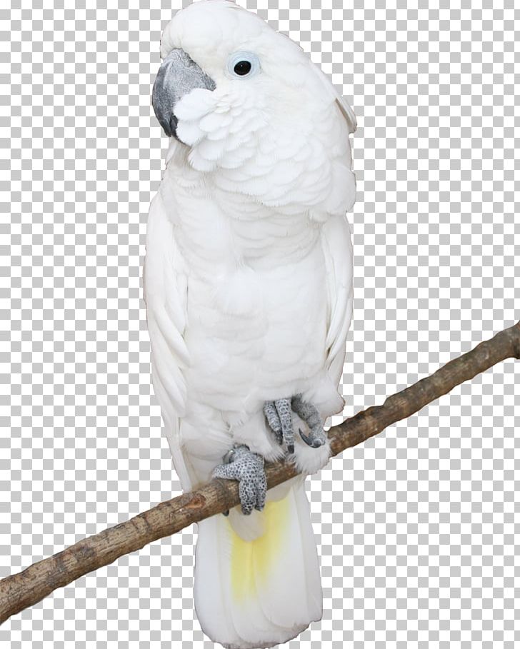 Bird Cockatoo Parakeet Blue-and-yellow Macaw PNG, Clipart, Animals, Beak, Bird, Blue And Yellow Macaw, Blueandyellow Macaw Free PNG Download