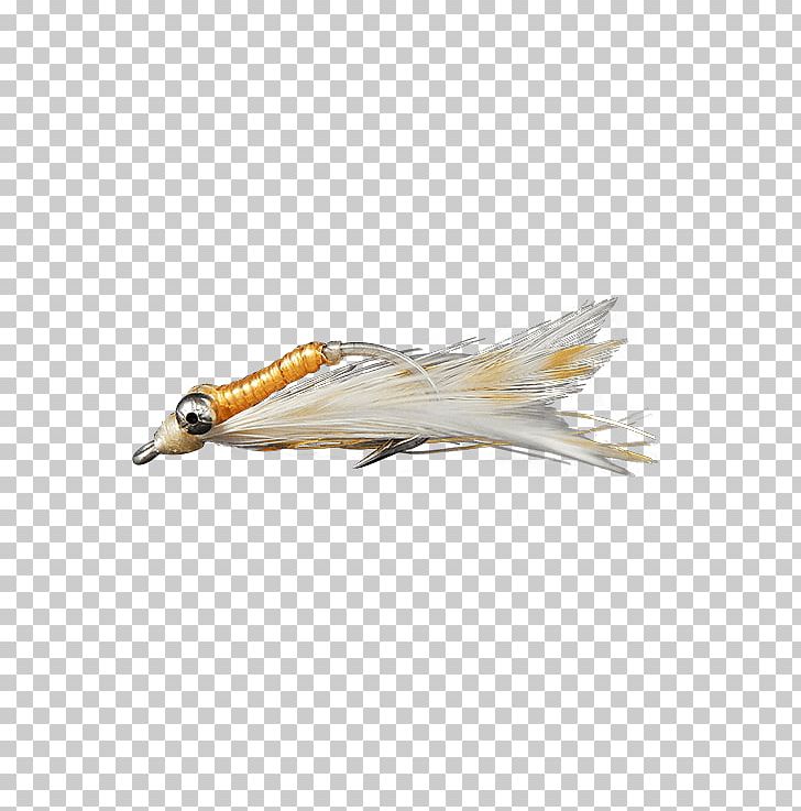 Crazy Charlie Bonefish Grill Shrimp Holly Flies PNG, Clipart, Andy, Beak, Bird, Bonefish, Bonefish Grill Free PNG Download