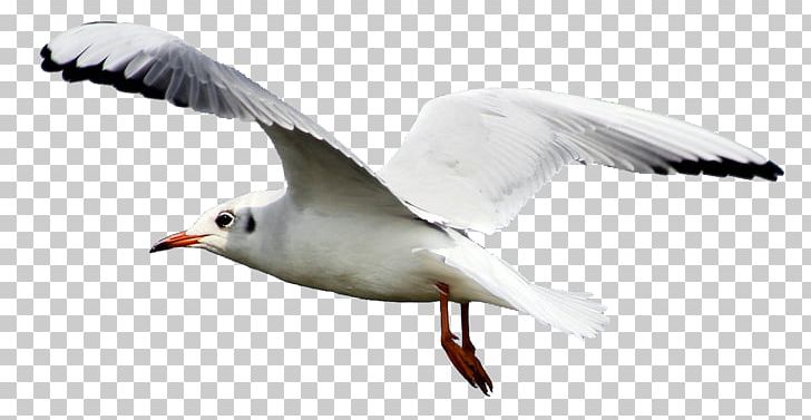 Gulls Bird Flight PNG, Clipart, Animals, Beak, Bird, Bird Flight, Charadriiformes Free PNG Download