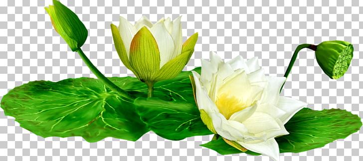 Nelumbo Nucifera Water Lilies PNG, Clipart, Aquatic Plants, Bud, Clip Art, Digital Image, Download Free PNG Download