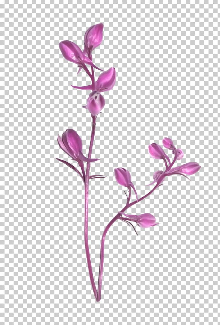 Ping Cut Flowers Moth Orchids Plant Stem PNG, Clipart, Bisou, Branch, Cut Flowers, Fleur, Flora Free PNG Download
