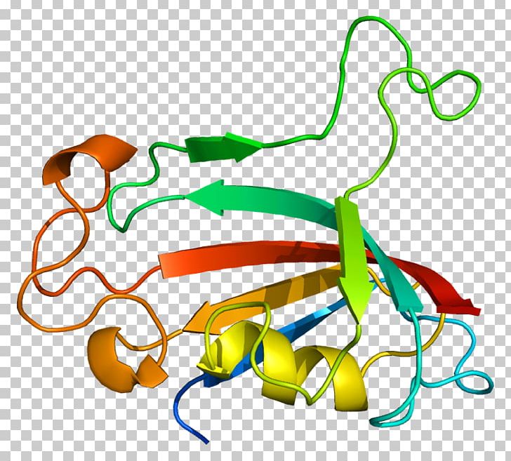 Prolyl Isomerase FKBP Immunophilins Protein PNG, Clipart, Area, Artwork, Bind, Catalysis, Enzyme Free PNG Download