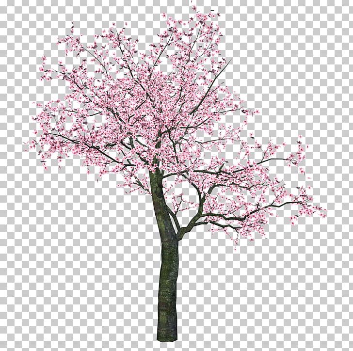 Cherry Blossom Portable Network Graphics Tree PNG, Clipart, Blossom, Branch, Cherries, Cherry Blossom, Flower Free PNG Download