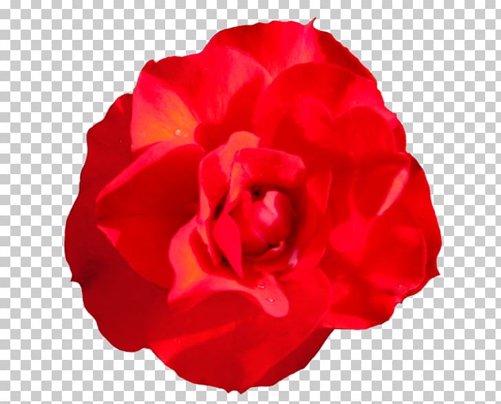 Garden Roses Centifolia Roses Floribunda Red PNG, Clipart, Centifolia Roses, China Rose, Cut Flowers, Floral Design, Floribunda Free PNG Download