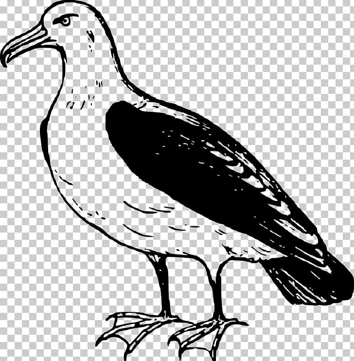 Seabird Albatross PNG, Clipart, Albatross, Animal, Animals, Art, Artwork Free PNG Download