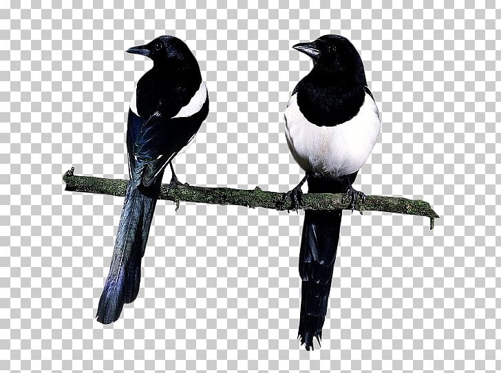 Eurasian Magpie Love Letters Of The Angels Of Death Bird PNG, Clipart, American Crow, Animals, Beak, Bird, Blog Free PNG Download