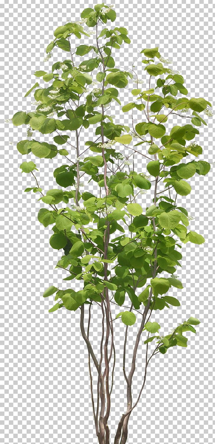 Populus Nigra Tree Plant PNG, Clipart, 3d Computer Graphics, Branch, Bushes, Computer Graphics, Cottonwood Free PNG Download