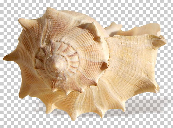Seashell Shell Beach PNG, Clipart, Beach, Clams Oysters Mussels And Scallops, Cockle, Conch, Conchology Free PNG Download