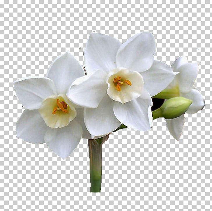Daffodil Cut Flowers Moth Orchids Plant Stem PNG, Clipart, Amaryllis Family, Cut Flowers, Daffodil, Flower, Flowering Plant Free PNG Download