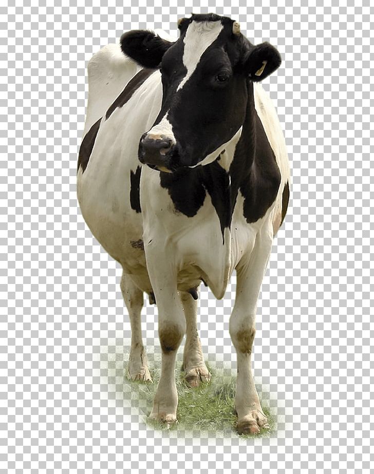 Dairy Cattle Miglioranza S.R.L. Calf Beef Cattle PNG, Clipart, Agriculture, Beef, Beef Cattle, Calf, Cattle Free PNG Download