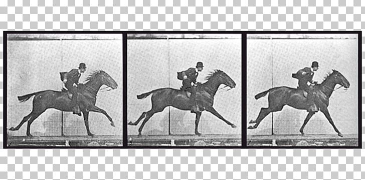 Horse Stallion Frames Equestrian PNG, Clipart, Artwork, Black And White, Bridle, Eadweard Muybridge, Equestrian Free PNG Download