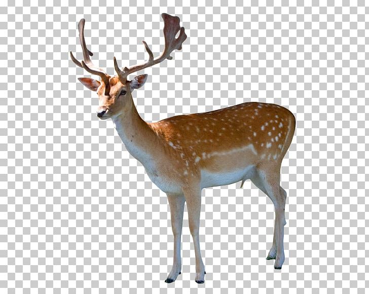 White-tailed Deer PNG, Clipart, Animal, Animals, Antler, Barasingha, Computer Icons Free PNG Download