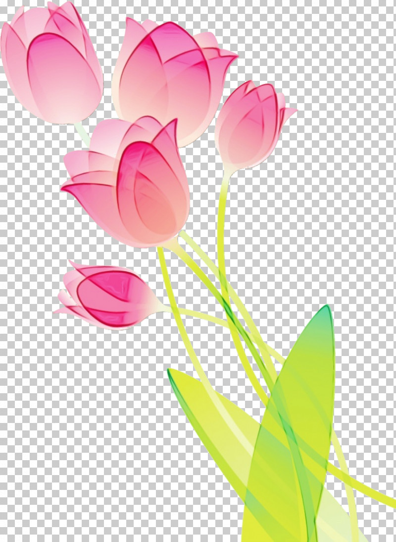 Pink Flower Petal Tulip Plant PNG, Clipart, Cut Flowers, Flower, Lily Family, Magenta, Paint Free PNG Download