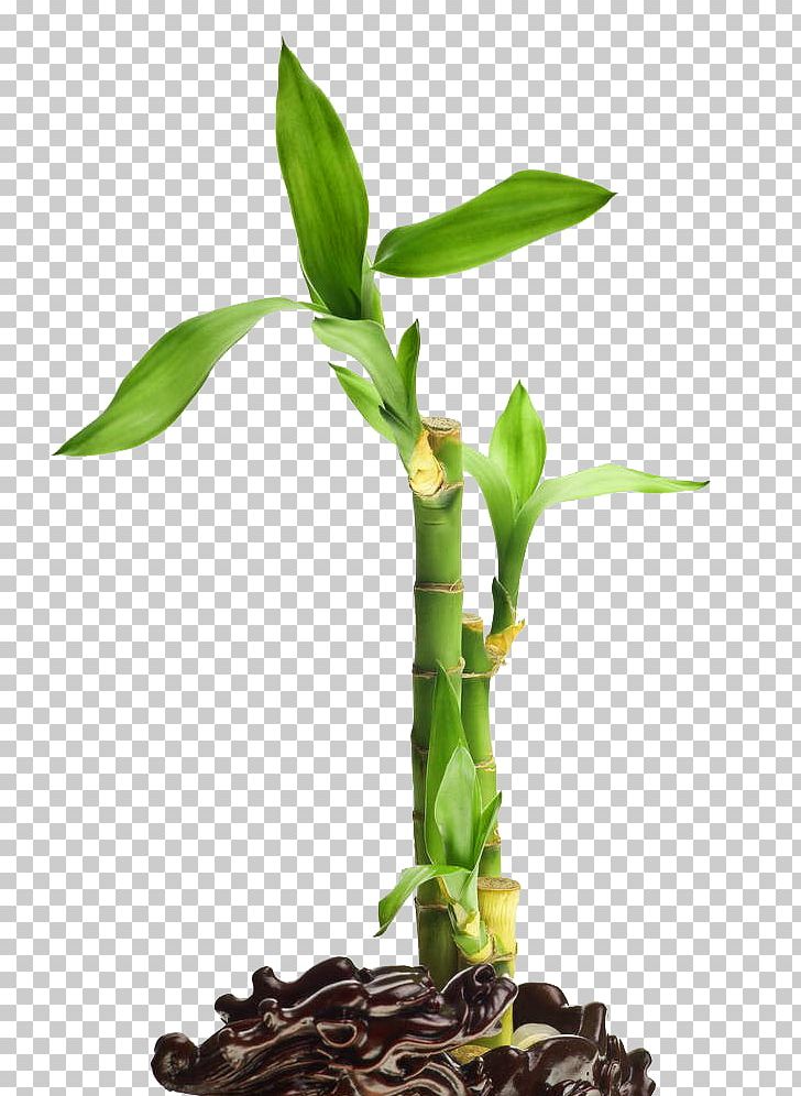 Lucky Bamboo Stock Photography PNG, Clipart, Alamy, Bamboo, Bamboo Border, Bamboo Leaves, Bamboo Tree Free PNG Download
