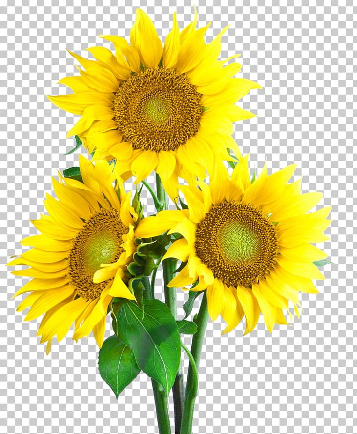 Common Sunflower Sunflower Seed PNG, Clipart, Common Sunflower, Cut Flowers, Daisy Family, Display Resolution, Download Free PNG Download
