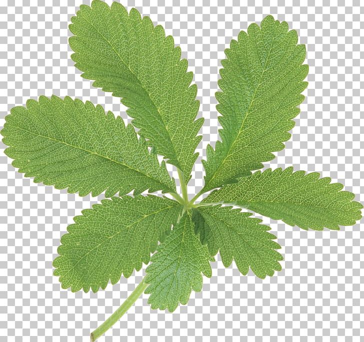 Green Leaves PNG, Clipart, Green Leaves Free PNG Download