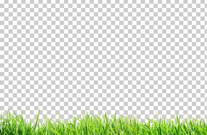 Green Meadow Nature PNG, Clipart, Background Green, Buds, Download, Environment, Fukei Free PNG Download
