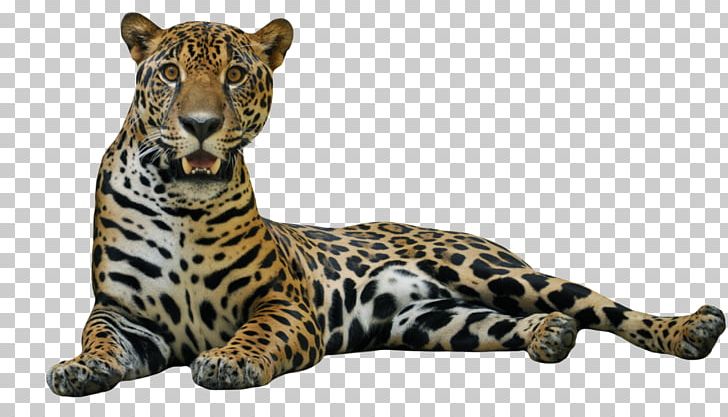 Jaguar PNG, Clipart, Animals, Big Cats, Biodiversidad, Carnivoran, Cat Like Mammal Free PNG Download