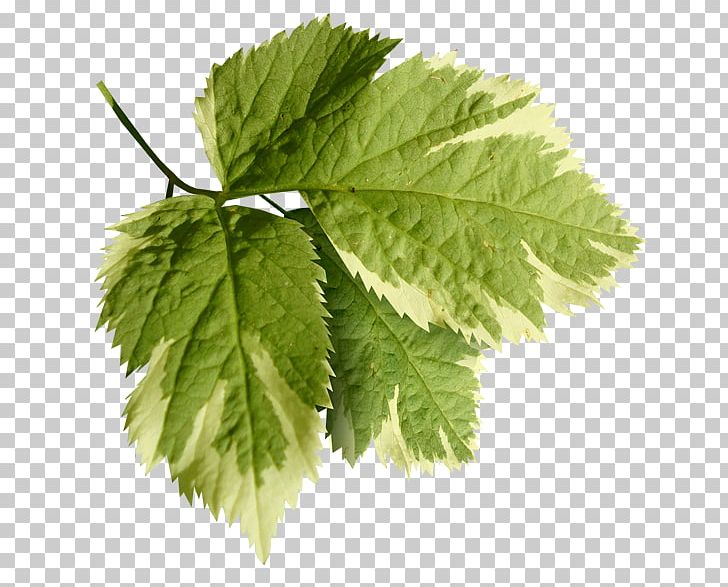 Leaf Tree PNG, Clipart, Blog, Deborah Jeffrey, Flower, Grape Leaves, Herb Free PNG Download