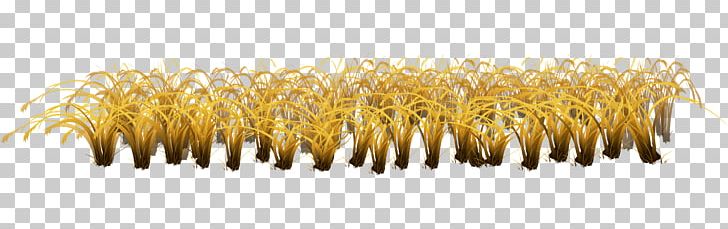 Yellow Commodity Grasses Family PNG, Clipart, Autumn, Autumn Leaf, Autumn Leaves, Autumn Tree, Autumn Vector Free PNG Download