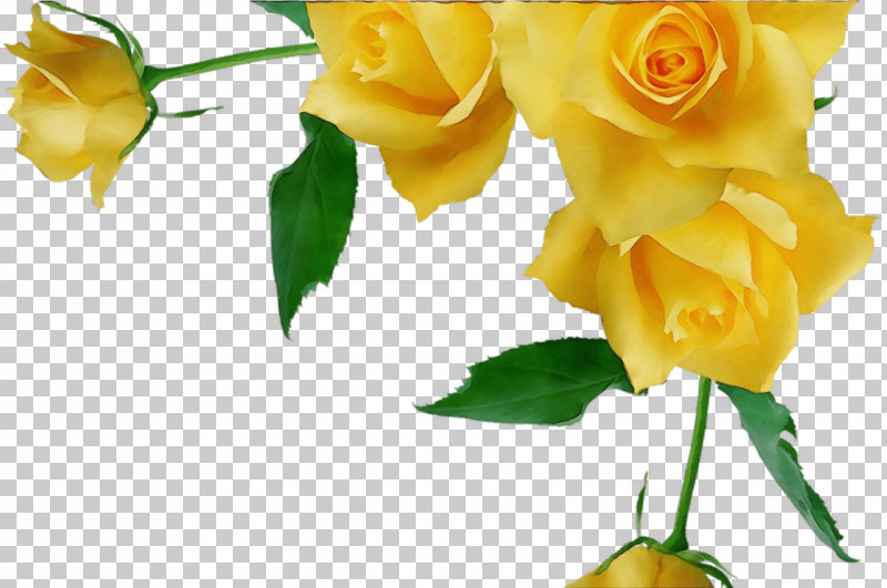 Garden Roses PNG, Clipart, Austrian Briar, Bud, Cut Flowers, Floral Design, Floribunda Free PNG Download