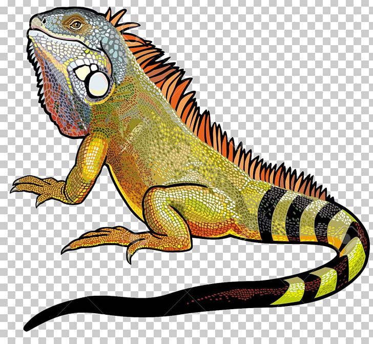 Green Iguana Lizard PNG, Clipart, Amphibian, Animals, Blue Iguana, Clip Art, Common Iguanas Free PNG Download