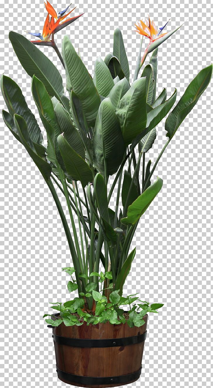 Plants Vs. Zombies Bird Of Paradise Flower PNG, Clipart, Bird Of Paradise Flower, Plants Vs. Zombies Free PNG Download