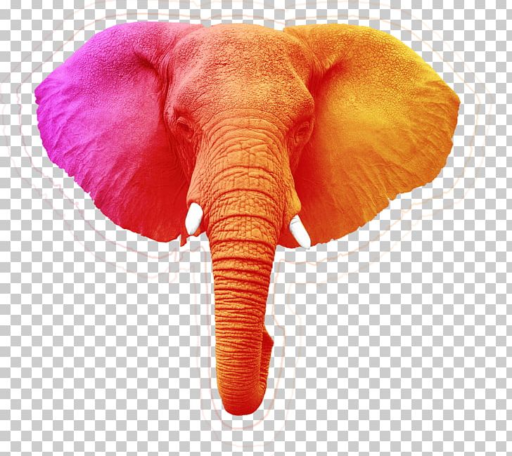 African Elephant Megafauna Indian Elephant Wildlife PNG, Clipart, African Elephant, Animal, Animals, Asian Elephant, Elephant Free PNG Download