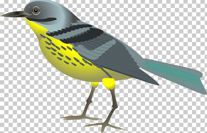 Bird Parrot PNG, Clipart, Beak, Bird, Bird Flight, Blog, Cartoon Free PNG Download