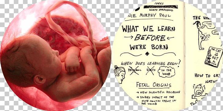 Embryo Fetus Artificial Uterus Child PNG, Clipart, Artificial Uterus, Birth, Brain, Child, Ear Free PNG Download
