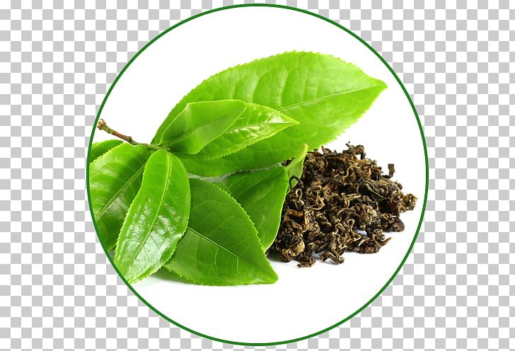 Green Tea Camellia Sinensis Dandelion Coffee Drink PNG, Clipart, Assam Tea, Basil, Black Tea, Ceylon Tea, Cup Free PNG Download