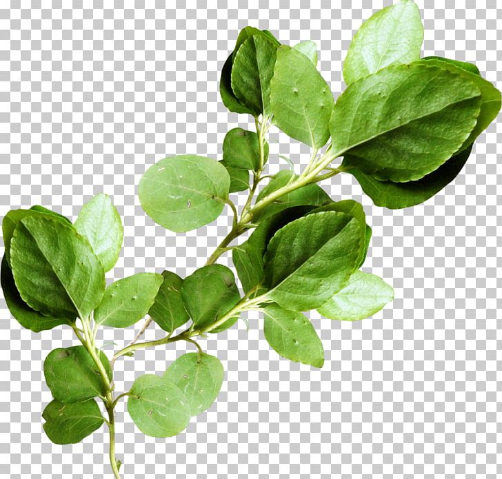 Leaf Branch Green Plant Stem PNG, Clipart, Basil, Birch, Branch, Drawing, Flower Free PNG Download