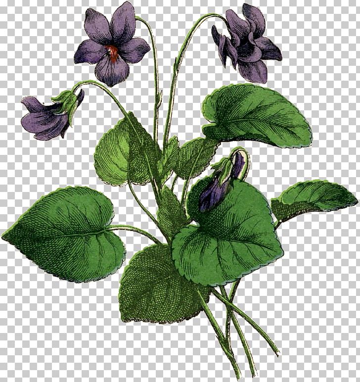 African Violets Drawing Botanical Illustration PNG, Clipart, African Violets, Annual Plant, Art, Botanical Illustration, Botany Free PNG Download