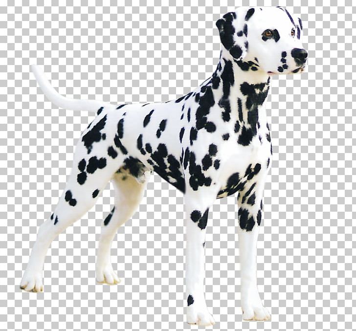 Dalmatian Dog Great Dane Puppy The Dalmatian Dog Breed PNG, Clipart, American Kennel Club, Animal, Animals, Breed, Canidae Free PNG Download