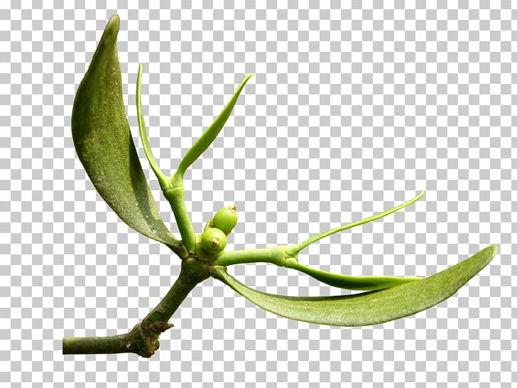 Leaf Plant Stem Bud Flower PNG, Clipart, Branch, Bud, Flower, Gui, Leaf Free PNG Download