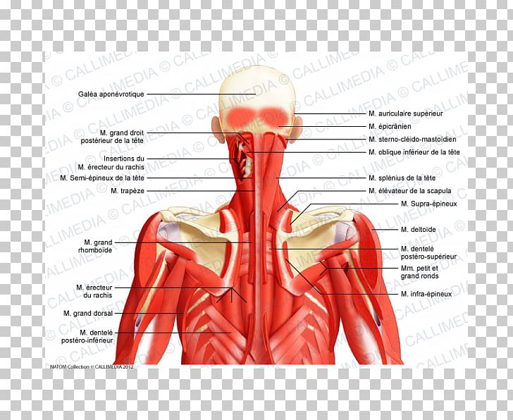 Posterior Triangle Of The Neck Head And Neck Anatomy Human Body Muscle PNG, Clipart, Anatomy, Arm, Blood Vessel, Facial Muscles, Finger Free PNG Download