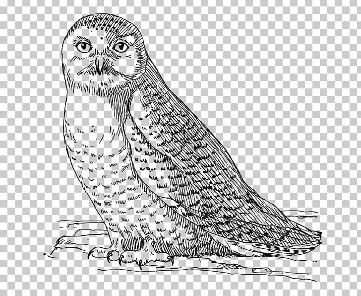 Snowy Owl Bird Coloring Book Eurasian Eagle-owl PNG, Clipart, Animals, Art, Artwork, Barn Owl, Beak Free PNG Download