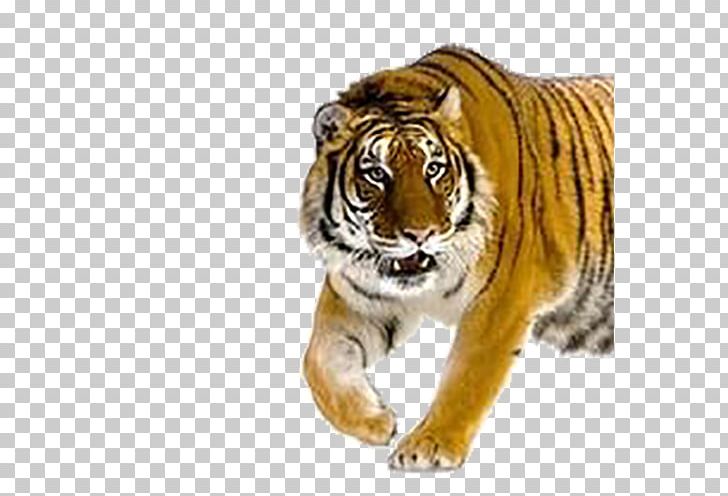 Tiger Cat PNG, Clipart, Animal, Animals, Big Cats, Carnivoran, Cat Free PNG Download