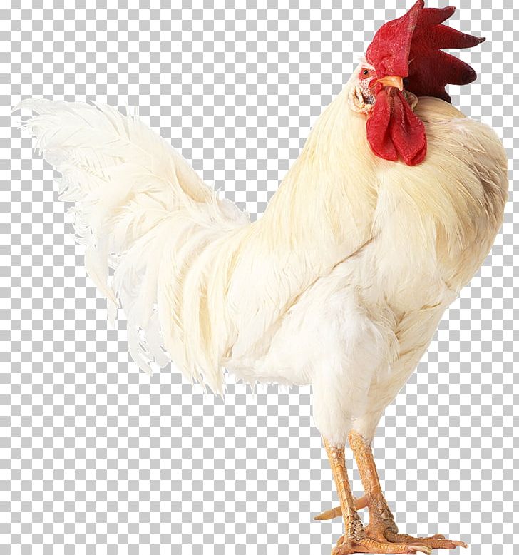 Chicken Rooster Chinese Zodiac جوجه Stock Photography PNG, Clipart, Animals, Beak, Bird, Business, Chicken Free PNG Download