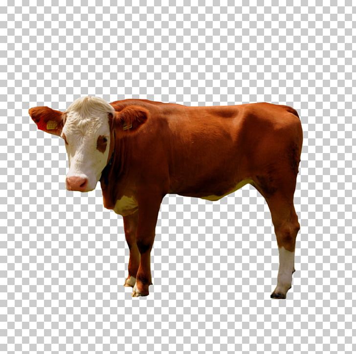Dairy Cattle Calf Ox Bull PNG, Clipart, Bull, Calf, Cattle, Cattle Like Mammal, Cow Goat Family Free PNG Download