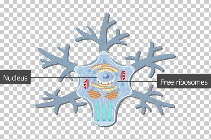 Soma Motor Neuron Cell Nervous System PNG, Clipart, Axon, Cell, Cytoplasm, Golgi Apparatus, Human Body Free PNG Download