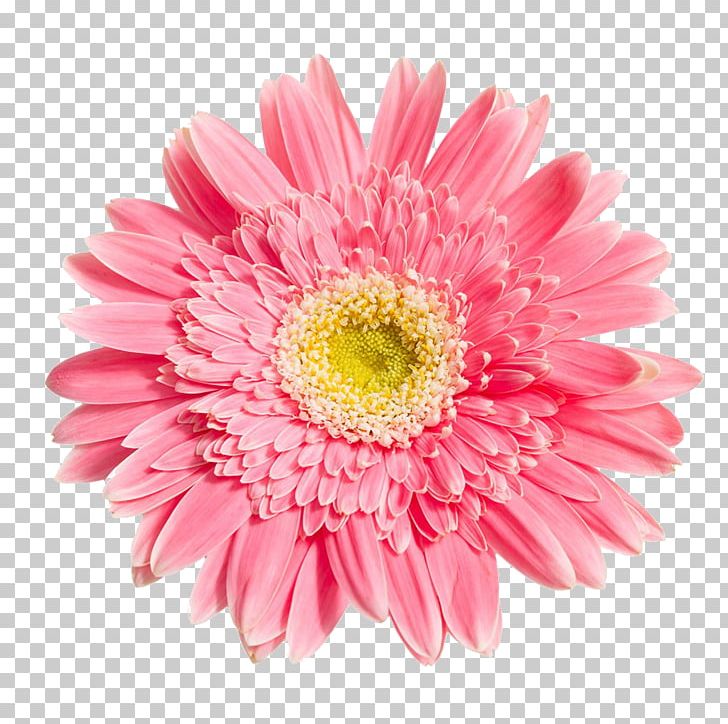 Transvaal Daisy Chrysanthemum Flower PNG, Clipart, Annual Plant, Daisy Family, Encapsulated Postscript, Flower Arranging, Flowers Free PNG Download