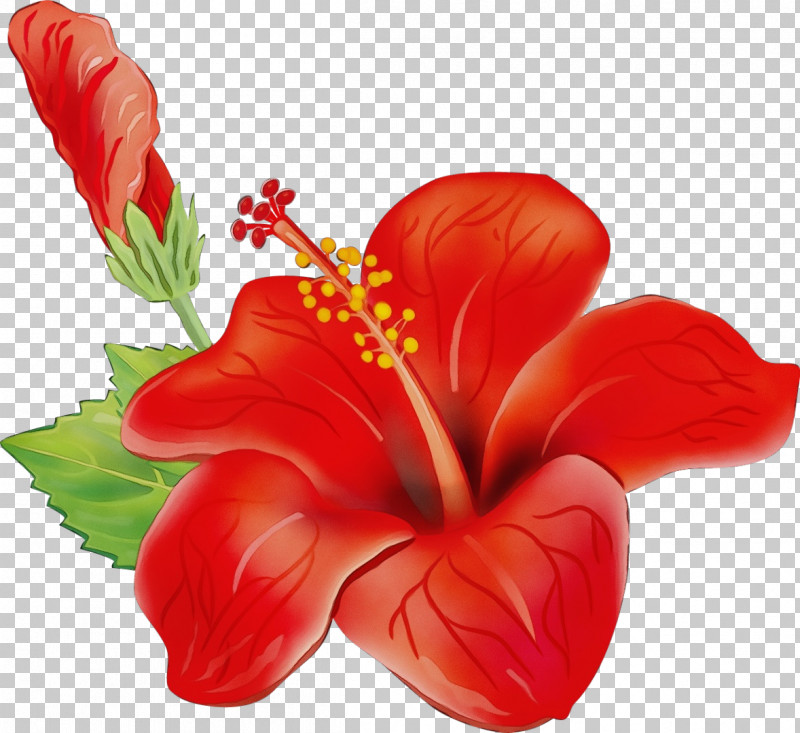 Floral Design PNG, Clipart, Anthurium, Artificial Flower, Chinese Hibiscus, Floral Design, Flower Free PNG Download