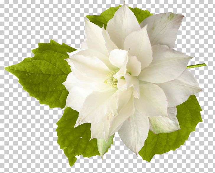 Cut Flowers Dahlia PNG, Clipart, Cut Flowers, Dahlia, Floral Design, Flower, Flower Bouquet Free PNG Download