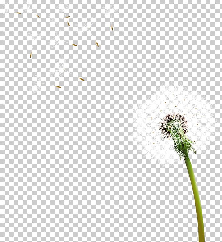 Dandelion Grasses Leaf Petal Plant Stem PNG, Clipart, Chai, Cicek, Closeup, Dandelion, Family Free PNG Download
