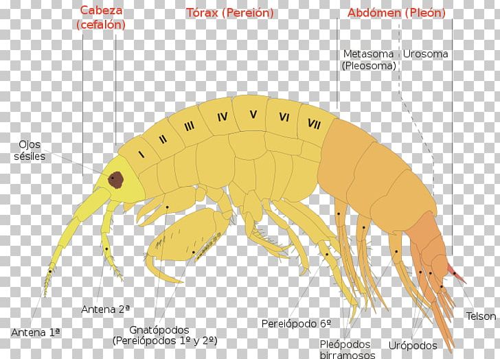 Gammaridea Anatomy Dikerogammarus Villosus Malacostracans Gammarus Pulex PNG, Clipart, Amphipods, Anatomy, Crustacean, Decapoda, Diagram Free PNG Download