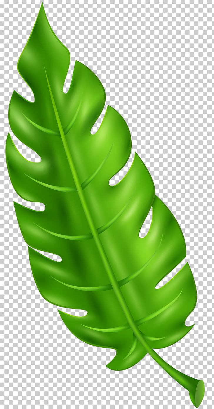 Leaf PNG, Clipart, Bit, Data, Download, Drawing, Exotic Free PNG Download